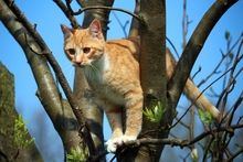 Un chat dans un arbre